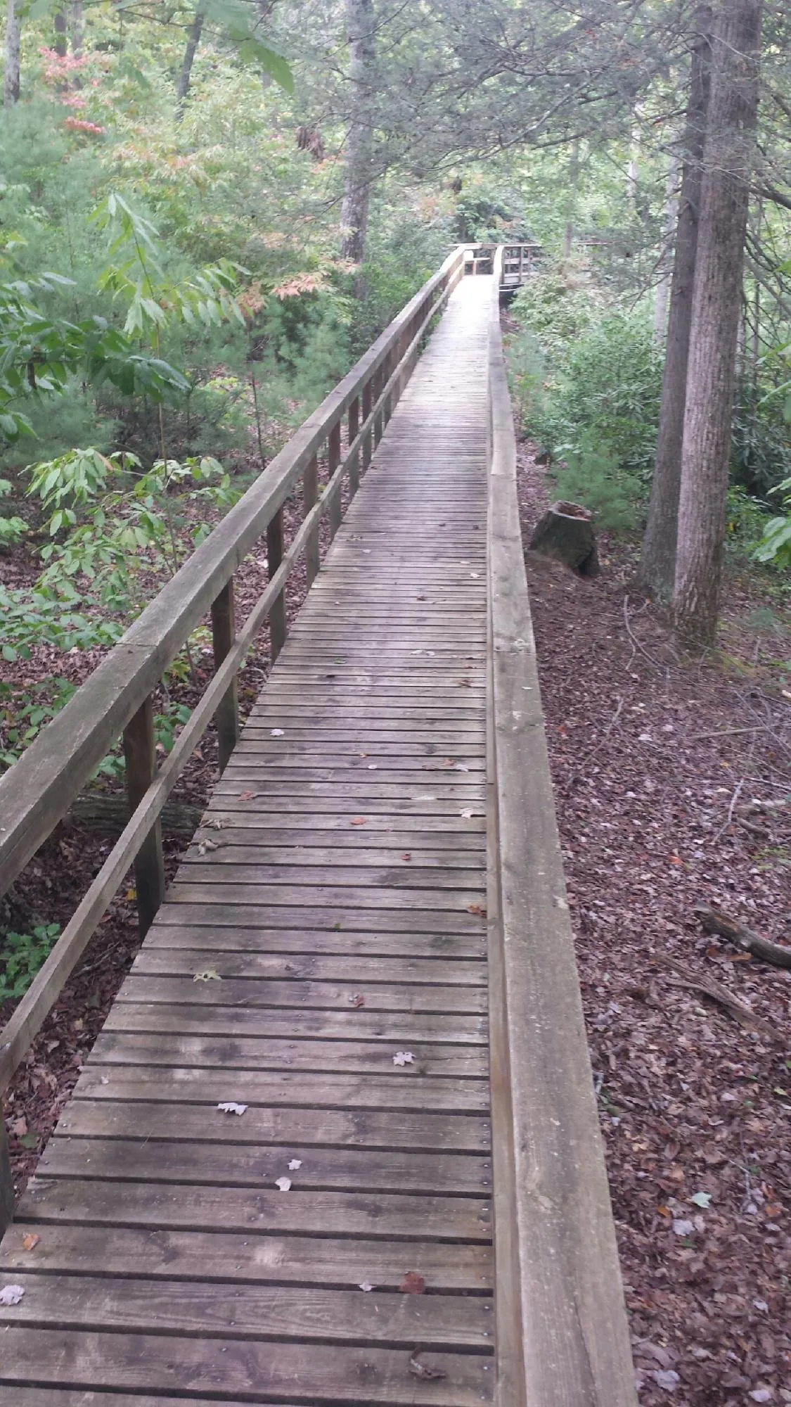 Long wood walkway with handrails built through the woods in Gold Hill